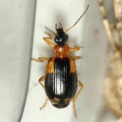 Ringed Harp Ground Beetle thumbnail 2