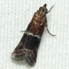 Darker Moodna Moth thumbnail 3