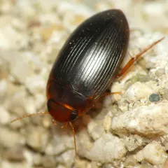 Copelatus glyphicus thumbnail 3