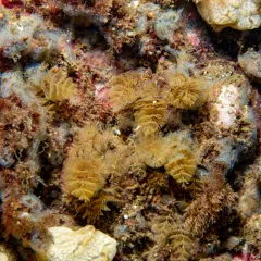 Fern Bryozoan thumbnail 4