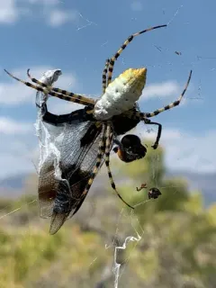 Desert Whitetail thumbnail 4