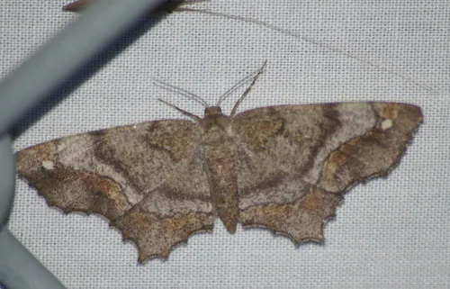 One-spotted Variant