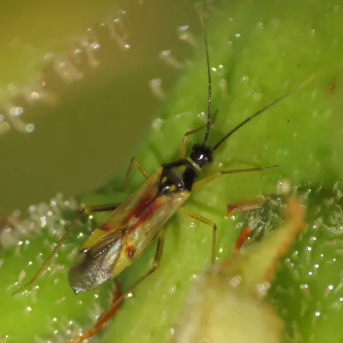 Tupiocoris agilis