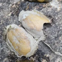 Fragile Papershell thumbnail 3