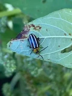 Pigweed Flea Beetle thumbnail 2