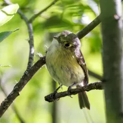 Hutton's Vireo thumbnail 3
