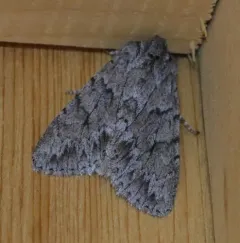 Canadian Giant Moth thumbnail 2