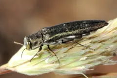 Agrilus quadriguttatus thumbnail 2