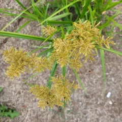 yellow nutsedge thumbnail 2