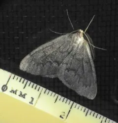 Boreal Pine Looper Moth thumbnail 3