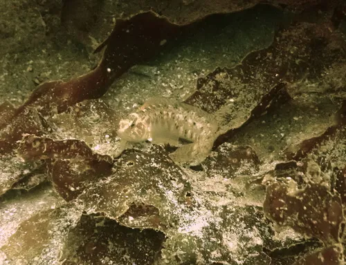 Stripefin Ronquil