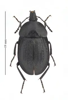 Black snail beetle thumbnail 2