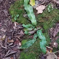 Hart's-tongue fern thumbnail 4