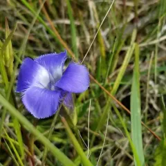 lesser fringed gentian thumbnail 2