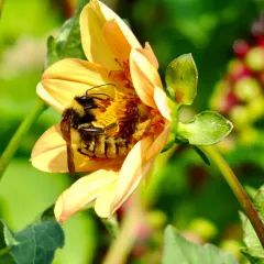 American Bumble Bee thumbnail 4