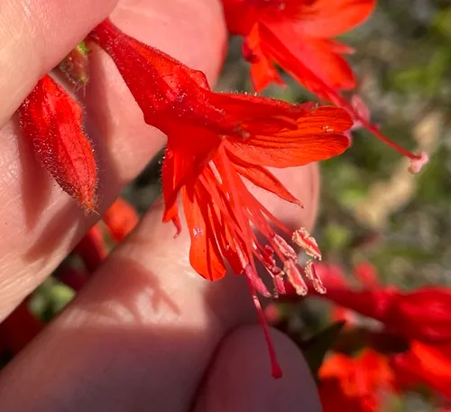 California fuchsia