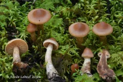 Cortinarius clarobrunneus thumbnail 3