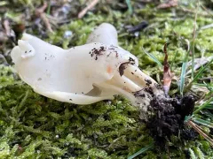 Helvella lactea thumbnail 2