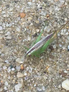 Saltmarsh Meadow Katydid thumbnail 4