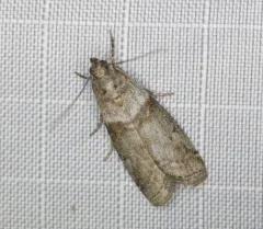 Sciota subfuscella thumbnail 3