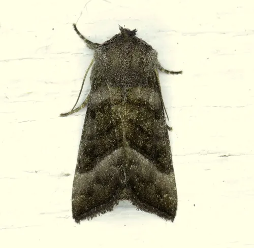Joe-Pye Weed Borer Moth