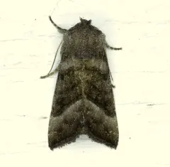 Joe-Pye Weed Borer Moth thumbnail 1