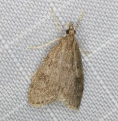 Dark Brown Scoparia Moth thumbnail 3
