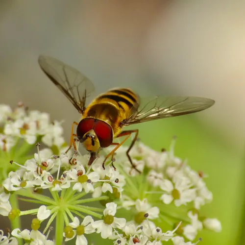 Hairy-eyed Flower Fly