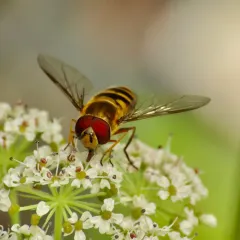 Hairy-eyed Flower Fly thumbnail 1