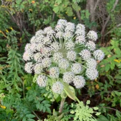 Wild Angelica thumbnail 2