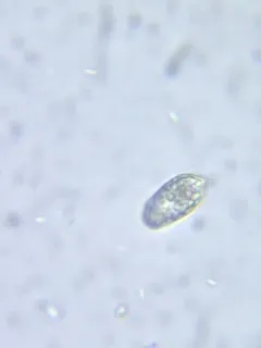 Cryptomonas paramaecium thumbnail 4