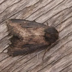 Iris Borer Moth thumbnail 4