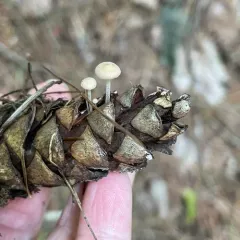 Conifercone Cap thumbnail 4