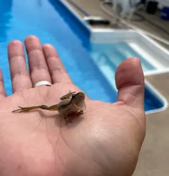 Western Chorus Frog thumbnail 4