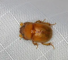 Odonteus liebecki thumbnail 1