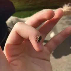 Clover Leaf Weevil thumbnail 2