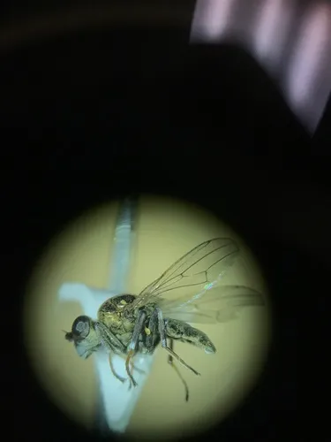 Parydra quadrituberculata