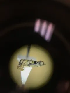 Ellipes gurneyi thumbnail 3