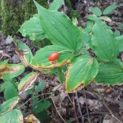 yellow fairybells thumbnail 3