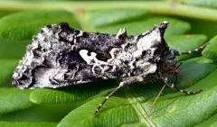 Syngrapha cryptica thumbnail 1