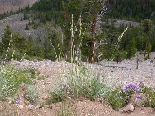 Spike Fescue
