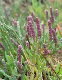 Perennial Glasswort thumbnail 4