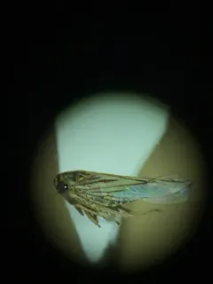 Gray Lawn Leafhopper thumbnail 2