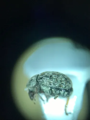 Trigonorhinus tomentosus