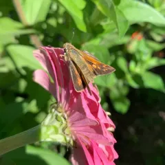Field Skipper thumbnail 3