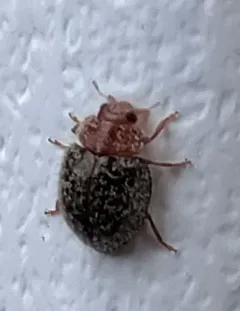 Purple Scale Predator thumbnail 1