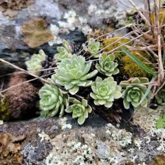 Livelong Saxifrage thumbnail 3
