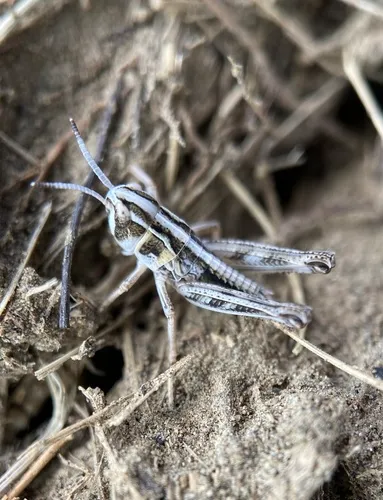 Bruner's Grasshopper