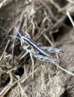 Bruner's Grasshopper thumbnail 1