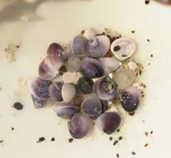 Amethyst Gem Clam thumbnail 2